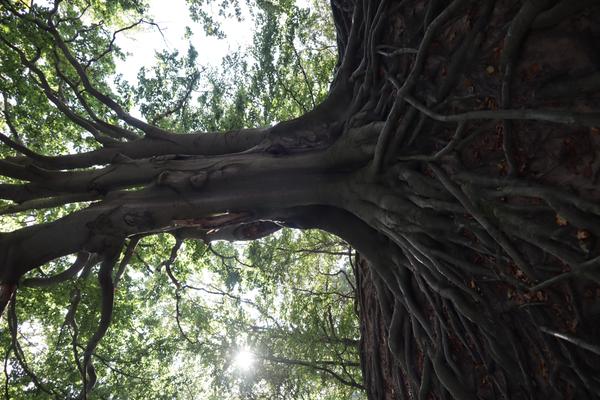 The photo captures a dramatic upward view into the canopy of a massive tree, showcasing its intricate branches and textured trunk